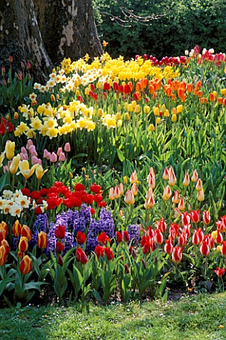 VIBRANT_COLOURS_OF_SPRING_BULBS_TULIPS__HYACINTHS_AND_NARCISSI_IN_THE_GARDENS_OF_MAINAU__LAKE_CONSTA