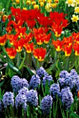 RED/YELLOW TULIPS CONTRAST BRIGHTLY WITH BLUE HYACINTHS IN THE GARDENS OF MAINAU  LAKE CONSTANCE