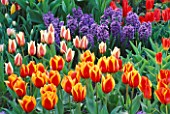 RED/ORANGE TULIPS CONTRAST BRIGHTLY WITH BLUE HYACINTHS IN THE GARDENS OF MAINAU  LAKE CONSTANCE