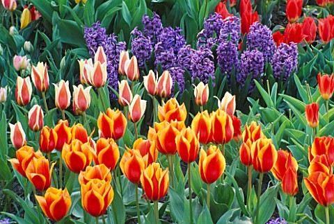 REDORANGE_TULIPS_CONTRAST_BRIGHTLY_WITH_BLUE_HYACINTHS_IN_THE_GARDENS_OF_MAINAU__LAKE_CONSTANCE