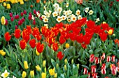 BEAUTIFUL SPRING COLOURS OF TULIPS AND NARCISSI IN THE GARDENS OF MAINAU  LAKE CONSTANCE