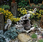 ARRANGEMENT OF GNARLED DRIFTWOOD BY S. WHITE SURROUNDED BY MARITIME PLANTING. B&Q COURTYARD GARDEN. CHELSEA 97
