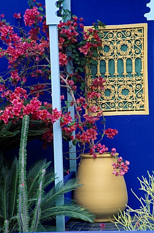 BOUGAINVILLEA_IN_URN_AGAINST_DEEP_BLUE_WALLS_OF_THE_MOROCCAN_STYLE_YVES_ST_LAURENT_GARDEN_DESIGNED_B