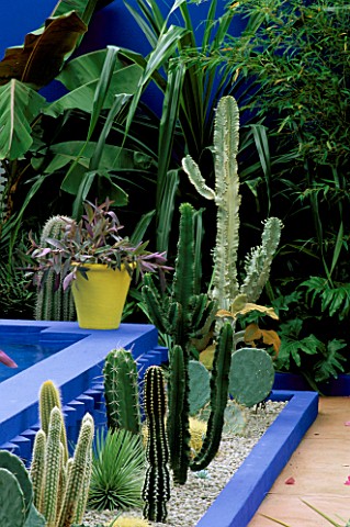 CACTUS_BORDER__AND_YELLOW_TERRACOTTA_POT_IN_THE_MOROCCAN_STYLE_YVES_ST_LAURENT_GARDEN_DESIGNED_BY_MA