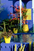 COBALT BLUE FOUNTAIN  CACTI  AND YELLOW TERRACOTTA POT IN THE MOROCCAN STYLE YVES ST. LAURENT GARDEN DESIGNED BY MADISON COX. CHELSEA 97