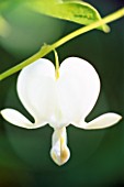 DETAIL OF SINGLE WHITE FLOWER OF DICENTRA SPECTABILIS ALBA. HADSPEN GARDEN  SOMERSET