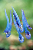 DETAIL OF BLUE FLOWERS OF CORYDALIS FLEXUOSA PERE DAVID (EARLY SPRING FLOWERS)