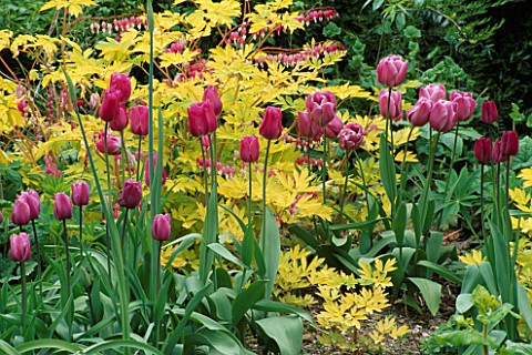 DICENTRA_SPECTABILIS_GOLDHEART_AND_TULIPS_FIRST_LADY__GREUZE_AND_BLUE_HERON_HADSPEN_GARDEN__SOMERSET