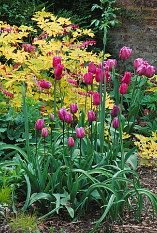 DICENTRA_SPECTABILIS_GOLDHEART_AND_TULIPS_FIRST_LADY__GREUZE_AND_BLUE_HERON_HADSPEN_GARDEN__SOMERSET