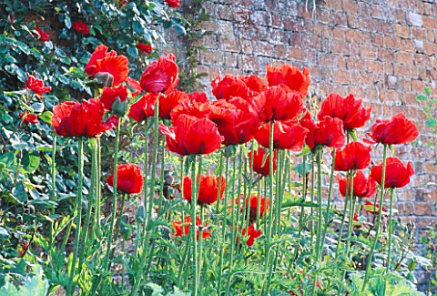 PAPAVER__BEAUTY_OF_LIVERMERE_WITH_ROSA_PARKDIREKTOR_RIGGERS_IN_BACKGROUND_HADSPEN_GARDENS__SOMERSET