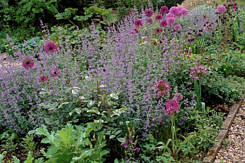 ALLIUMS_PURPLE_SENSATION_AND_CHRISTOPHII_WITH_NEPETA_SIX_HILLS_GIANT__EDGE_THE_GRAVEL_PATH_OF_THE_PE