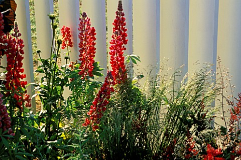 RED_LUPINS_GROW_AGAINST_PAINTED_WOODEN_FENCE_IN_THE_GOOD_LIFE_GARDEN_DESIGNED_BY_HMP_LEYHILL_HAMPTON