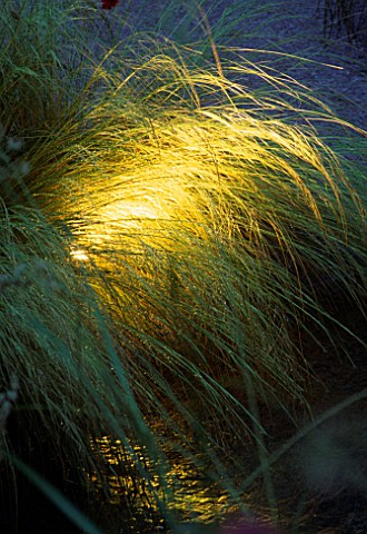 CONCEALED_SPOLIGHT_SHINES_THROUGH_GRASS_GARDEN_AND_SECURITY_LIGHTING_HAMPTON_COURT__97