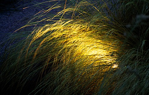 CONCEALED_SPOLIGHT_SHINES_THROUGH_GRASS_GARDEN_AND_SECURITY_LIGHTING_HAMPTON_COURT__97