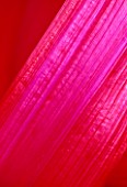 GRAPHIC DETAIL OF STEM OF RUBY CHARD. HADSPEN GARDEN  SOMERSET./NEW SHOOTS  [PAGE 171 BOLT OF SILK)