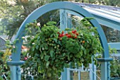 WOODEN ARCH SUPORTS HANGING BASKET OVERFLOWING WITH CHERRY TOMATOES AND PARSLEY