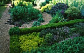 THYME BED IN THE HERB GARDEN AT LOWER SEVERALLS  SOMERSET