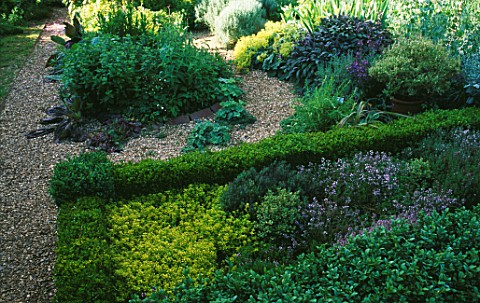 THYME_BED_IN_THE_HERB_GARDEN_AT_LOWER_SEVERALLS__SOMERSET