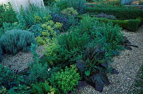 HERBS_LINING_A_GRAVEL_PATH_IN_THE_HERB_GARDEN__AT_LOWER_SEVERALLS__SOMERSET