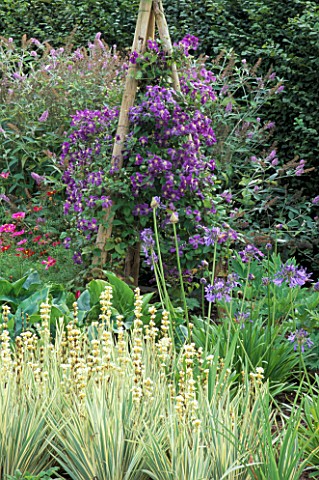 DARK_PURPLE_CLEMATIS_ON_A_WOODEN_TRIPOD_SURROUNDED_BY_SISYRINCHIUM_STRIATUM_AND_AGAPANTHUS_RHS_WISLE