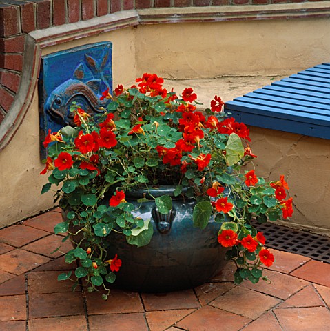 BLUE_CERAMIC_POT_PLANTED_WITH_NASTURTIUM_MAJUS_BEHIND_IS_A_BLUE_CERAMIC_FISH_SCULPTURE_BY_LUCY_SMITH