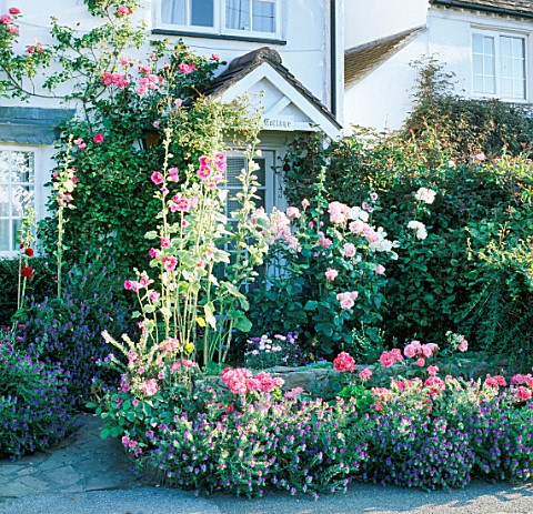 HOLLYHOCKS_ROSES_AND_ECHIUM_VULGARE_SURROUND_THE_FRONT_DOOR_OF_GRAFTON_COTTAGE_STAFFORDSHIRE