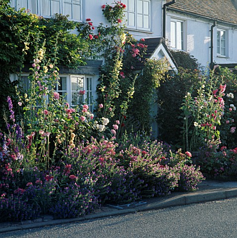 HOLLYHOCKS_ROSES_AND_ECHIUM_VULGARE_SURROUND_THE_FRONT_DOOR_OF_GRAFTON_COTTAGE_STAFFORDSHIRE