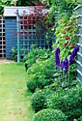 BLUE PAINTED TRELLIS IN CORNER OF  BORDER WITH BOX BALLS  DELPHINIUMS SUPPORTED BY CANES  RED CLEMATIS AND PAINTED SHED IN B/G. DESIGNER: JONATHAN BAILLIE.
