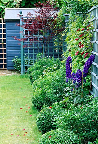 BLUE_PAINTED_TRELLIS_IN_CORNER_OF__BORDER_WITH_BOX_BALLS__DELPHINIUMS_SUPPORTED_BY_CANES__RED_CLEMAT