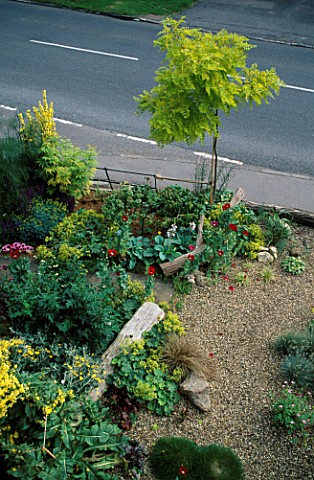VIEW_OF_GRAVEL_AND_COTTAGE_FRONT_GARDEN_WITH_ROBINIA_PSEUDOACACIA__FRISIA__VERBASCUM_OLYMPICUM__POPP