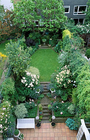 VIEW_ONTO_TOWN_GARDEN_WITH_LAWN_STEPS_AND_ROSES_PENELOPE_AND_BUFF_BEAUTY_AT_THE_BACK_IS_CATALPA_BIGN