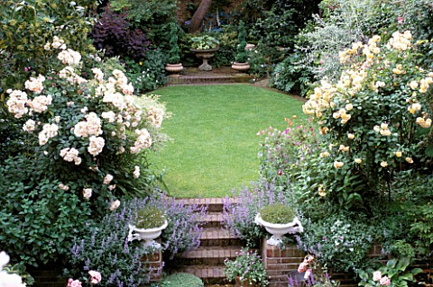 VIEW_ONTO_BEAUTIFULLY_MANICURED_TOWN_GARDEN_WITH_LAWN_STEPS_AND_ROSES_PENELOPE_AND_BUFF_BEAUTY__DESI