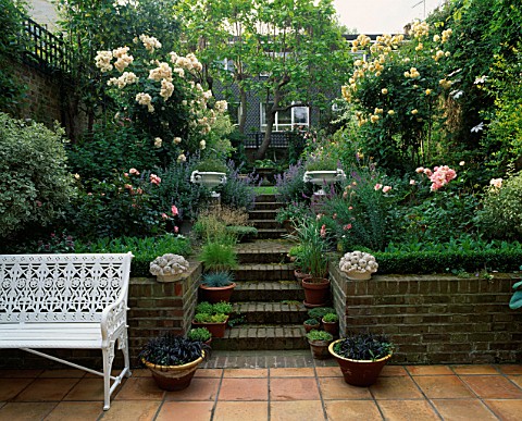 VIEW_ONTO_TOWN_GARDEN_WITH_STEPS__A_WHITE_SEAT_AND_ROSES_BUFF_BEAUTY_AND_PENELOPE_AT_THE_BACK_IS_CAT