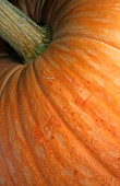 CLOSE UP DETAIL OF PUMPKIN/NEW SHOOTS