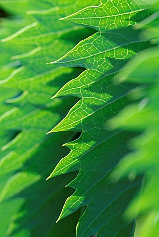 CLOSE_UP_OF_LEAVES_OF_MELIANTHUS_MAJORNEW_SHOOTS