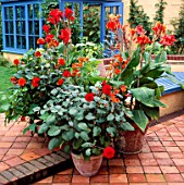 TERRACOTTA CONTAINERS ON PATIO PLANTED WITH HOT COLOURED PLANTS:CROCOSMIAS  CANNAS KING HUMBERT AND WYOMING DAHLIAS GRENADIER THE FAIRY AND DAVID HOWARD  NICHOLS GARDEN