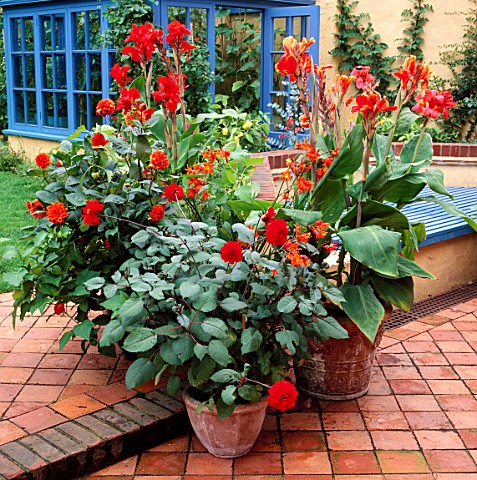 TERRACOTTA_CONTAINERS_ON_PATIO_PLANTED_WITH_HOT_COLOURED_PLANTSCROCOSMIAS__CANNAS_KING_HUMBERT_AND_W