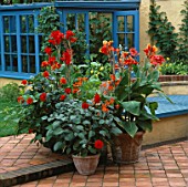 TERRACOTTA CONTAINERS ON PATIO PLANTED WITH HOT COLOURED PLANTS:CROCOSMIAS  CANNAS KING HUMBERT AND WYOMING DAHLIAS GRENADIER THE FAIRY AND DAVID HOWARD. NICHOLS GARDEN