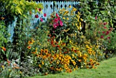 BORDER WITH RUDBECKIA RUSTIC DWARF HELENIUM MOERHEIM BEAUTY FENNEL COSMOS AND CALAMAGROSTIS KARL FOERSTER. BEHIND IS A BLUE WOODEN FENCE. THE NICHOLS GARDEN  READING