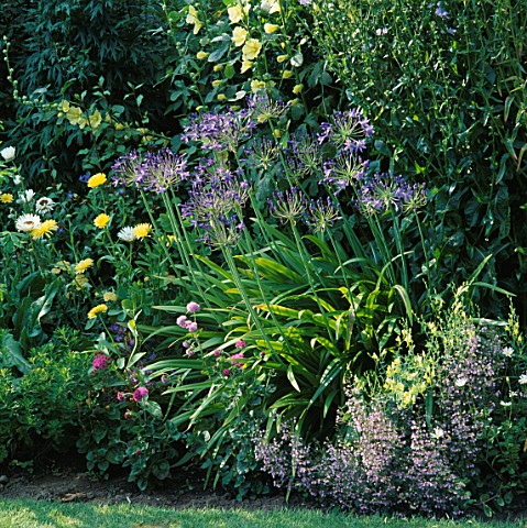 PART_OF_THE_BLUE_AND_IVORY_BORDER_SHOWING_MARIGOLD_CREAM_BEAUTY__AGAPANTHUS_HYBRID__ALTHEA_REGOSA__A