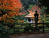 THE JAPANESE GARDEN AT TATTON PARK IN CHESHIRE. THE SHINTO TEMPLE IS SURROUNDED  BY BRILLIANTLY COLOURED JAPANESE MAPLES