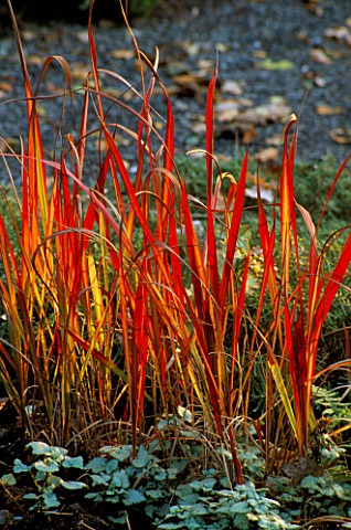 IMPERATA_CYLINDRICA_RUBRA_AT_THE_DINGLE_WELSHPOOL_WALES