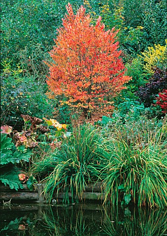 THE_AUTUMNAL_FOLIAGE_OF_CERCIDIPHYLLUM_JAPONICUM_BESIDE_THE_POND_AT_DOLWEN_GARDEN_POWYS