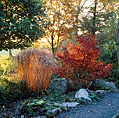 DAWN LIGHT SHINES THROUGH GRASS AND A JAPANESE MAPLE AT DOLWEN GARDEN POWYS