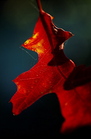 RED_OAK__LEAF_IN_AUTUMNNEW_SHOOTS