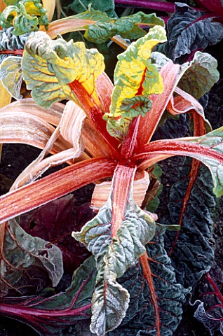 FROSTED_RUBY_CHARD