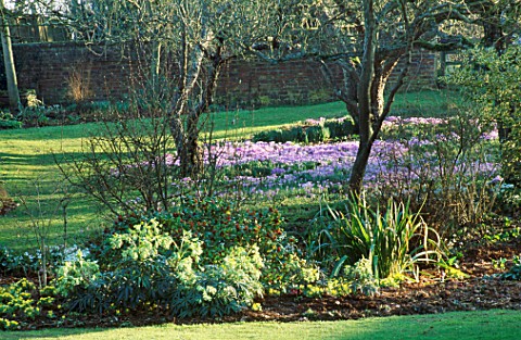 CROCUS_TOMASINIANUS_GROWING_IN_THE_ORCHARD_WITH_HELLEBORUS_WESTER_FLISK_AND_A_SKIMMIA_IN_THE_FOREGRO