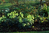 HELLEBORUS WESTER FLISK  SKIMMIA AND SNOWDROPS IN THE BORDERS. LITTLE COURT  HAMPSHIRE