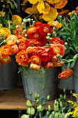 CUT FLOWERS IN METAL BUCKET: ORANGE RANUNCULUS ON DISPLAY AT THE GREENHOUSE NURSERY  NOORDWIJKERHOUT  HOLLAND