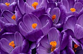 CROCUS REMEMBRANCE/NEW SHOOTS. BULB  FLOWERS  PURPLE  SPRING  FRAGRANT  SMELL